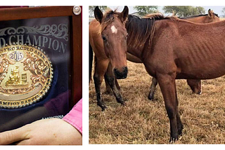 Trends In Underfed Horses Appear Resultant of Shady-Banking & Bubbles