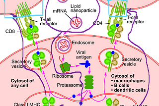 Summary info on how the new mRNA Covid-19 vaccines (Pfizer, Moderna) work— no DNA reprogramming…
