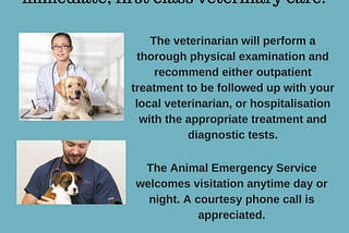 After-hours emergency vet services