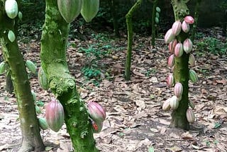 5 Top Cocoa Sourcing Locations in Nigeria