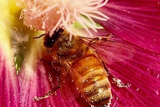 Taken with my iphone — one of my bees thriving.