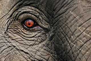 A picture of an elephant's eye zoomed up close.