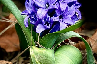 The Lone Hyacinth