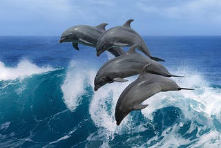 Dolphin Pods: Agile Model for Learning, Innovation, and Communication
