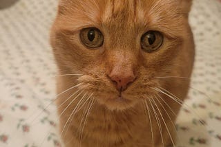 An Ode to a Fine Orange Feline