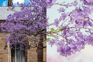 Jacaranda