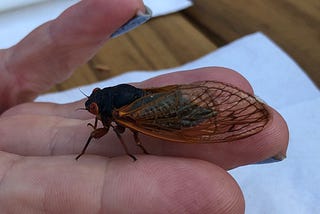 Generation x cicada on someone’s hand, brood x, Maryland, 17 years