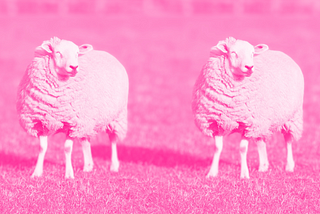 Illustrative image of two identical sheep