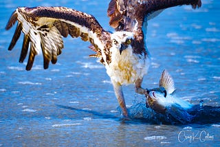 Return of the Osprey
