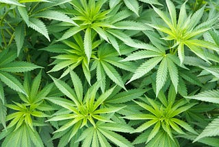 The Cannabis Plant, An Introduction