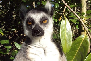 A lemur sitting among leaves looks past the camera with eyes half-shut, squinting against the sun in an expression that says “I am very annoyed and tired of you.”