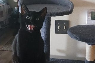 I THINK MY CAT NEEDS A HELMET