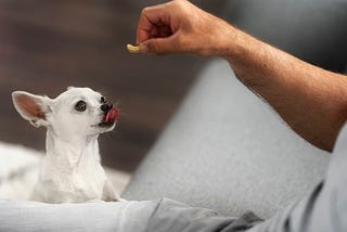 cbd soft chews for dogs