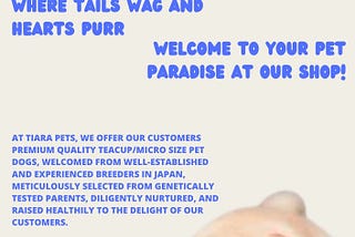 Maltipoo Puppies for Sale in Singapore | Find Your Perfect Puppy Today