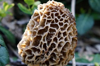 Hunting for Morel Mushrooms