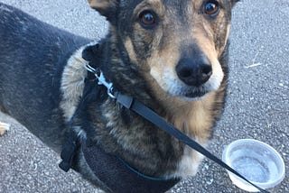 A brown dog is outside. He is in a harness with a leash. There is a bowl of water on the ground.