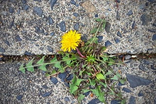 Thinking Like a Dandelion