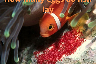 How many eggs do fish lay