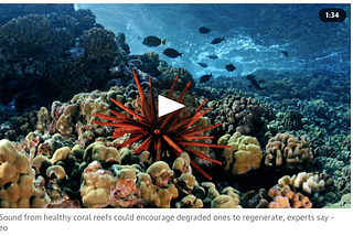 Cool Innovation #0125. Los arrecifes de coral crecen mejor con sonidos y música.