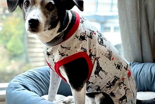 Dog with Pajamas on