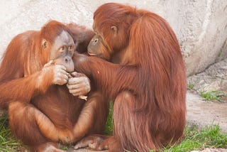 Monkey Grooming as a Metaphor for Life