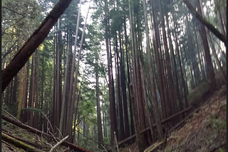 My Camping trip that almost cost me my life: The power of the redwood forest