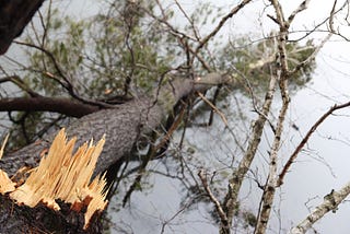 A tree broke and is laying in a river, on the left you can see its fractured, splintered trunk, the tree in the water