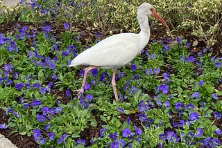 White Ibis stuck on a bed of flowers.