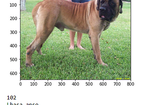 Dog Breed Classification using CNN