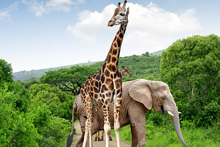 What a Giraffe and an Elephant Teach About Diversity, Equity, and Inclusion