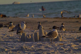 Tampa Bay Unveiled: A Review of Florida’s Vibrant Coastal Gem