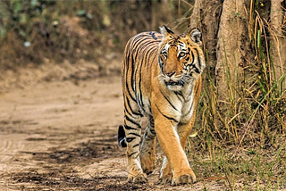 Discovering the Essence of Jim Corbett National Park