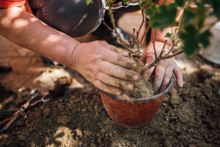 Rocky Soil Explained: 10 Solutions for Gardens With Rocky Soil
