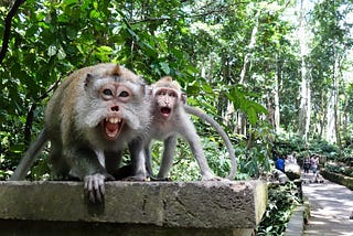 Sejarah Monkey Forest Ubud: Jejak Kuno di Tengah Hutan Monyet