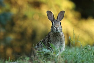 Are rabbits the key to a successful business?