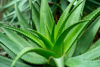 “Benefits Of Aloe Vera”