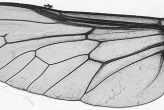 A fly’s wing