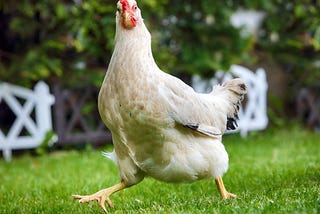 Chicken — Facts you did not know about your Chicken