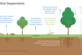 Forest carbon sequestration (Forest based CDR)