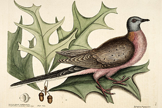 How We Killed the Passenger Pigeon