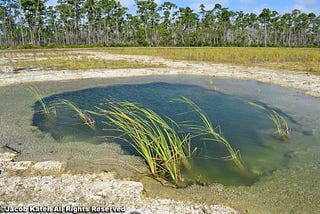 Solution Holes In The Florida Everglades