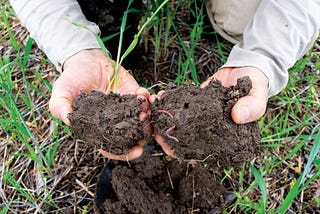 Photo of someone handling soil containing worms and plant roots.