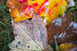Spring Is Hiding in Deep Pine Shadow
