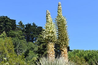 Queen of the Andes