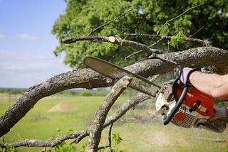 The Benefits of Hiring a Tree Removal Service