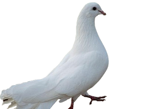 🕊️ Die Pigeon Tesla Loved 🕊️