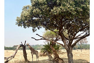 Food in Zimbabwe