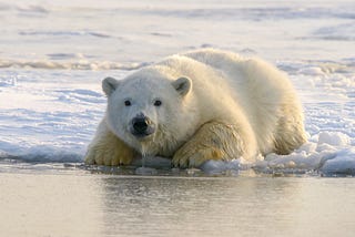 Do You Really Care About the Polar Bears?