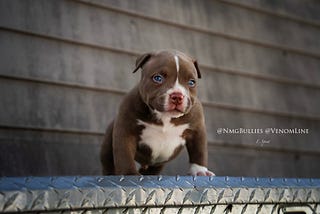 Fall in Love with Adorable Pocket American Bully Puppies From #1 Bloodline
