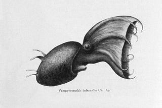 Vampyroteuthis Infernalis